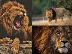 World Lion Day 2021 : जागतिक सिंह दिनानिमित्त 'जंगलच्या राजा'बद्दल या गोष्टी माहित आहेत का?