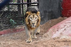 World Lions Day: చిన్నారులు టాలెంట్ చూపారు.. సింహాలను అచ్చంగా దించేశారు...