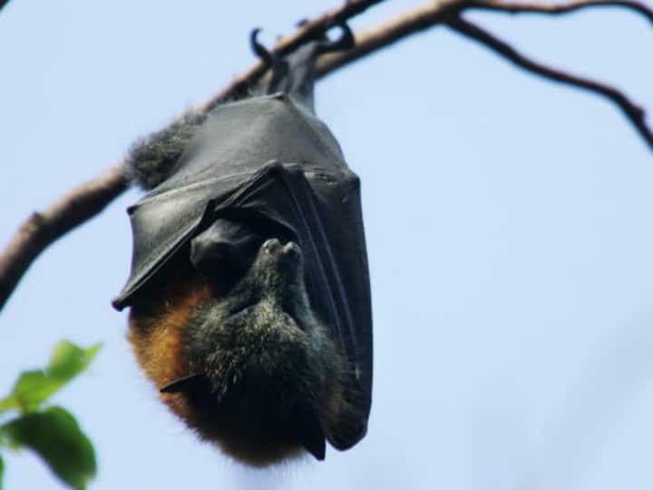 EXPLAINED | What Is Marburg Virus Detected in W Africa? Is It Same As Ebola? Symptoms, Treatment And All You Want To Know Marburg Virus Disease in South Africa Know Deadly Marburg Virus Symptoms Causes WHO Guidelines EXPLAINED | What Is Marburg Virus Detected in W Africa? Is It Same As Ebola? Symptoms, Treatment And All You Want To Know