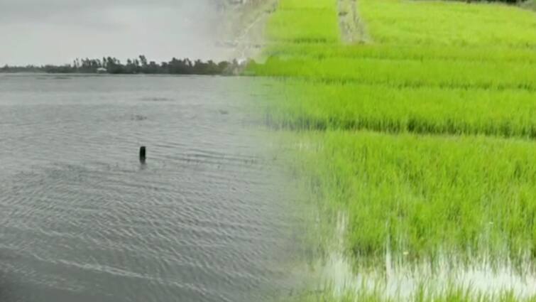 Gosaba Extreme levels of flood danger Fisherman farmers wave red flag Gosaba: অতিবৃষ্টিতে ভাঙল নদীবাঁধ, নোনা জলে ডুবল জমি, দুর্ভোগে মৎস্যজীবী-কৃষকরা