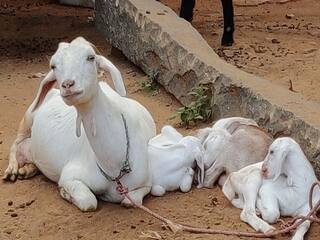 ஆடு, மாடு, நாய், குதிரை வளர்த்தால் ரூ.10 பதிவுக்கட்டணம்..  - மதுரை மாநகராட்சி ரூல்.!