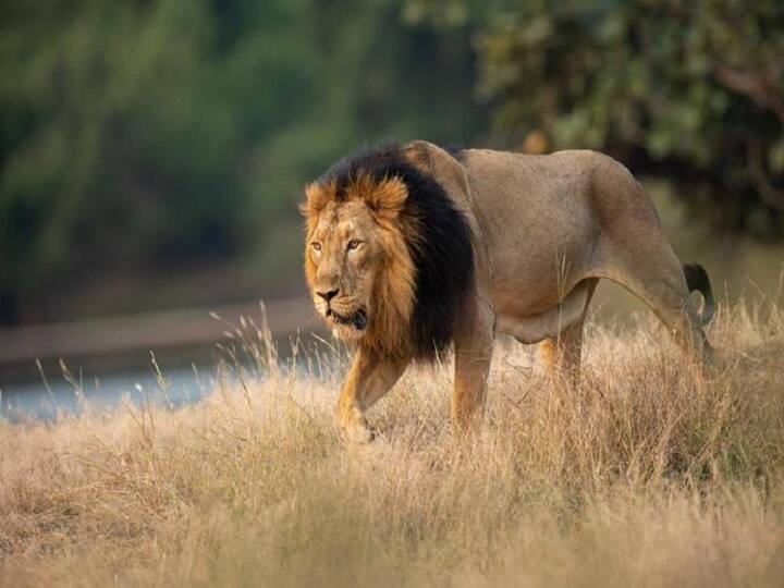World Lion Day 2021: PM Modi congratulated - The population of lions in India has increased in the last few years World Lion Day 2021: पीएम मोदी ने दी बधाई, कहा- भारत में शेरों की आबादी में पिछले कुछ साल में बढ़ी है