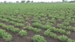 રાજ્યમાં શ્રાવણ શરૂ થયો છતાં હજુ વરસાદ ના આવતા ખેડૂતો ચિંતાતુર, જુઓ વિડીયો