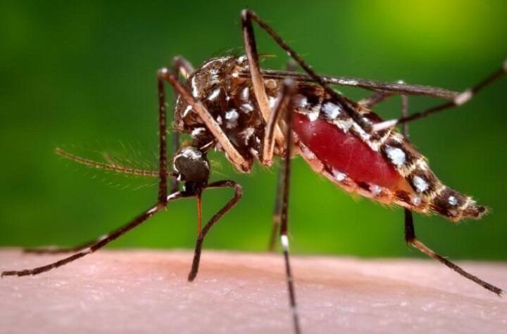 Hyderabad News: havoc of covid-19 stopped but dengue and diarrhea started spreading, cases increasing continuously in Hyderabad Hyderabad News: हैदराबाद में बारिश के बीच डेंगू और डायरिया ढाने लगे प्रकोप, जुलाई के 10 दिनों में बेतहाशा बढ़े मामले