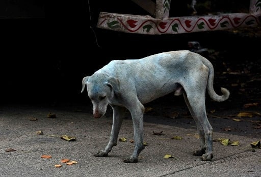 Tamil Nadu: Around 80,000 Stray Dogs To Get Sterilized In Chennai Tamil Nadu Around 80,000 Stray Dogs To Get Sterilized In Chennai Tamil Nadu: Around 80,000 Stray Dogs To Get Sterilized In Chennai