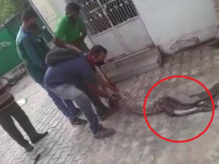 Gujarat: 11-Feet-Long Python Swallows Monkey, Rescued From Riverside Near Vadodara Vadodara: కోతిని మింగేసిన కొండ చిలువ.. జనాలు బెంబేలు