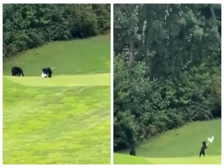 Viral Video: Heartwarming video of bear cubs playing on a golf course Viral Video: கோல்ப் மைதானத்தில் விளையாடிய குட்டிக் கரடிகள்; 2 லட்சம் பார்வையாளர்களுடன் இணையத்தில் வைரல்!