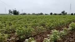 વડોદરાઃ શિનોરના દિવેર પંથકમાં કપાસના પાકમાં શંકાસ્પદ વાયરસે વધારી ખેડૂતોની ચિંતા