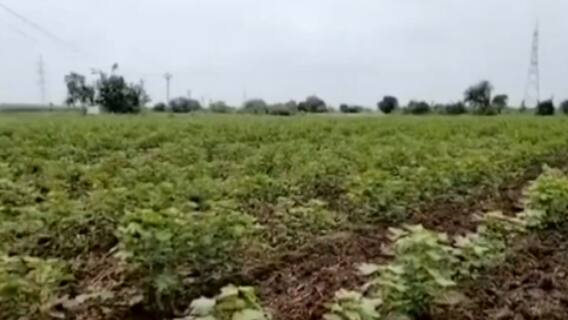 વડોદરાઃ શિનોરના દિવેર પંથકમાં કપાસના પાકમાં શંકાસ્પદ વાયરસે વધારી ખેડૂતોની ચિંતા