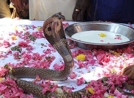 Today Nag Panchami 2021 after 108 years on this special yoga know Dos And  Donts | Nag Panchami 2021: 108 साल बाद इस दुर्लभ संयोग के साथ नागपंचमी आज,  जानें क्या करें और क्या न करें?