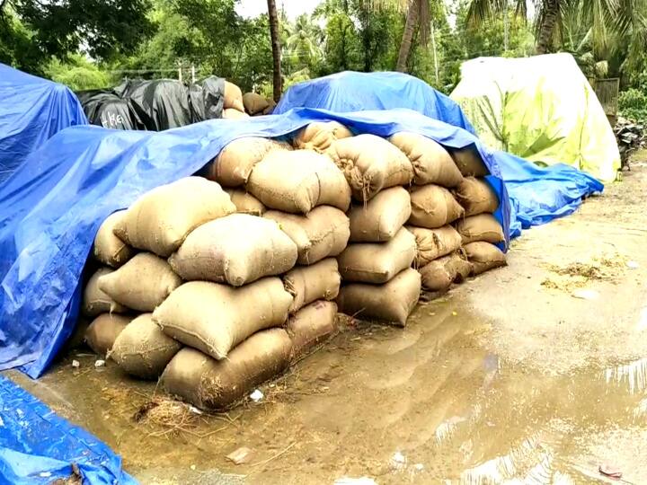 paddy bundles soaked in rain, farmers in agony கொள்முதல் செய்ய காலதாமதம் ஆனதால் மழையில் நனைந்து சேதமான நெல் மூட்டைகள்