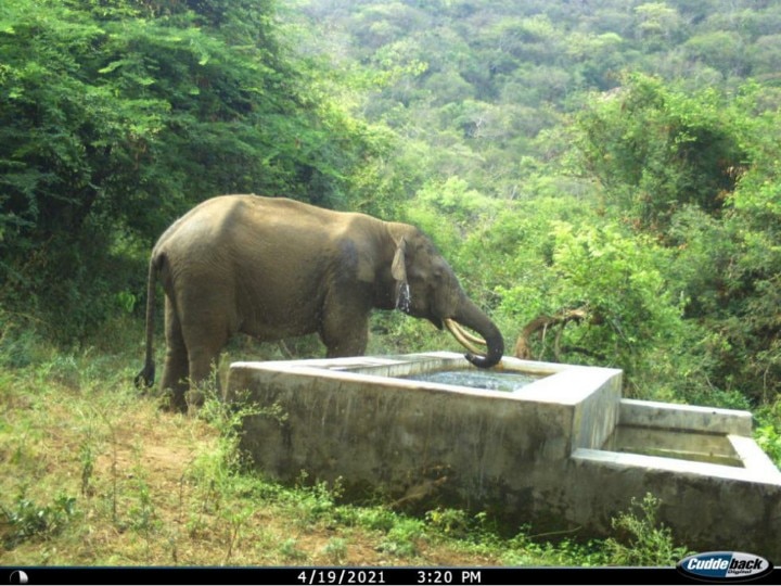 WORLD ELEPHANT DAY : யானைகள் அறிவோம் ; யானைகள் பற்றிய 50 ஆச்சரிய தகவல்கள்!