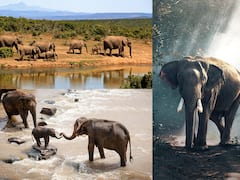 World Elephant Day 2021 : जागतिक हत्ती दिनाचा इतिहास आणि महत्व काय आहे? जाणून घ्या