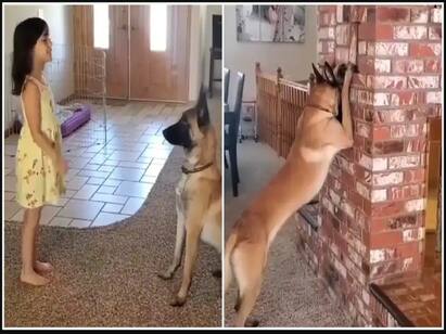 Small girl plays with hide and seek with dog video goes viral in twitter கண்ணாமூச்சி ரே ரே.. சிறுமி சொன்னதைக் கேட்டு விளையாட்டை ஸ்டார்ட் செய்த செல்ல நாய்..!
