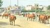 વડોદરાઃ રખડતા ઢોરના કારણે વાહનચાલકો થયા ત્રાહિમામ, એક અઠવાડિયામાં કેટલા થયા અકસ્માત?