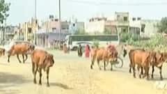 વડોદરાઃ રખડતા ઢોરના કારણે વાહનચાલકો થયા ત્રાહિમામ, એક અઠવાડિયામાં કેટલા થયા અકસ્માત?