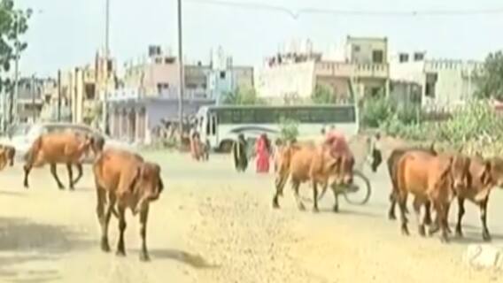 વડોદરાઃ રખડતા ઢોરના કારણે વાહનચાલકો થયા ત્રાહિમામ, એક અઠવાડિયામાં કેટલા થયા અકસ્માત?