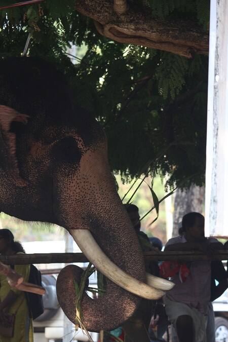ஷ்ஷப்பா...என்னா வெயில்லு... - வெயிலுக்கு இளைப்பாறும் யானை! - இடம்: திருச்சூர்,கேரளா