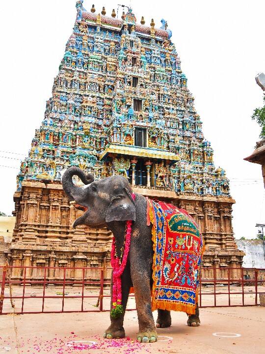 அழகர்கோவில் வளாகத்தில் சிங்கம் போல் கர்ஜிக்கும் சுந்தரவள்ளி யானை.