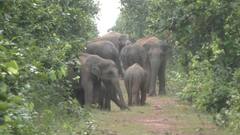 छत्तीसगढ़: SP पर  हाथियों के हमले की घटना को लेकर BJP ने सीएम से पूछा सवाल- क्या घटना के लिए जिम्मेदार लोगों पर होगी कार्रवाई?