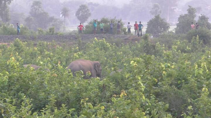 হাতিদের উপর অত্যাচার ও চোরাশিকার বন্ধ করতে সচেতনতা ছডা়নো হয়।