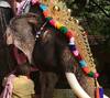 World Elephant Day 2021: சாது முதல் சேட்டை வரை...யானைகளின் ரியாக்‌ஷன்ஸ் க்ளிக்ஸ்!