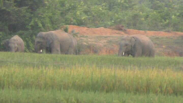 বিশ্ব হাতি দিবসের ওয়েবসাইটের মতে এই দিনটির উদ্দেশ্য হল হাতিদের জন্য সাহায্য এবং সহায়তা একত্রিত করা।
