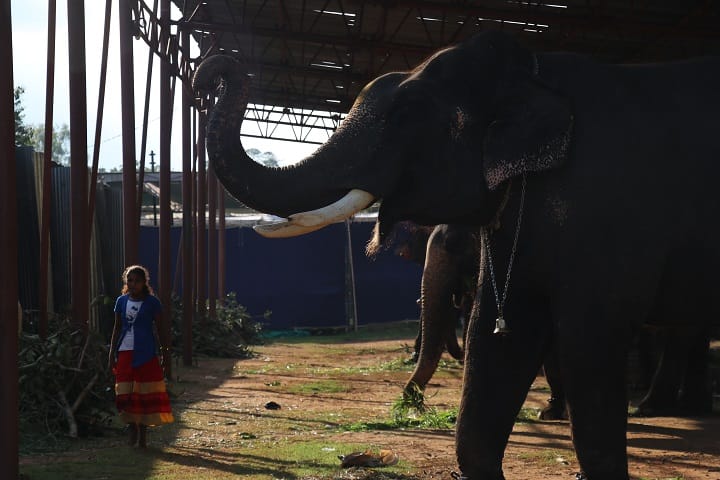 ஐ யம் வெயிட்டிங்... - அலங்காரத்துக்காகக் காத்திருக்கும் யானை, இடம் : மைசூரு