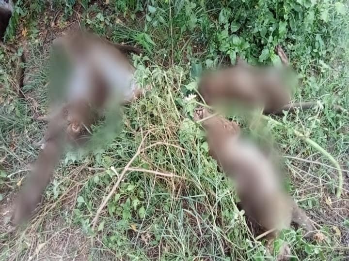 குரங்குகளை விஷம் வைத்துக்கொன்று பாலாற்றில் வீசிச்சென்ற மிருகங்கள்..! in chengakpattu madurantakam by mysterious people who killed monkeys with poison and threw them into the lake குரங்குகளை விஷம் வைத்துக்கொன்று பாலாற்றில் வீசிச்சென்ற மிருகங்கள்..!