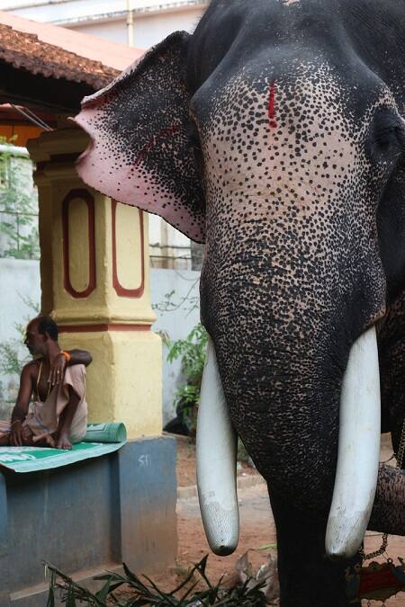 ’என்ன ஒரு ஃபோட்டோ எடுக்கறிங்களா..ப்ளீஸ்!’ - கேரளாவின் மிக வயதான யானை 42 வயது மாதவன்
