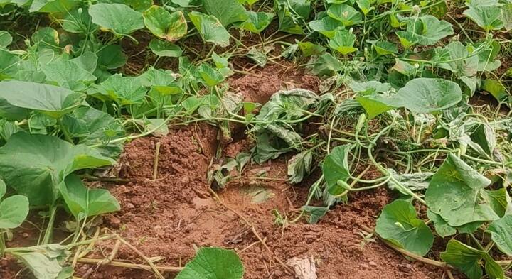 ২০১২ সালের ১২ অগাস্ট থেকে এই দিনটির সূত্রপাত হয় যখন থাইল্যান্ডের এলিফ্যান্ট রিইন্ট্রোডাকশন ফাউন্ডেশন ও ক্যানাডার পরিচালক পেট্রিশিয়া সিমস হাত মেলান।