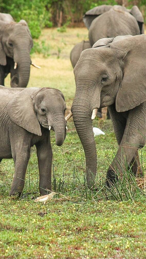 World Elephant Day 2021: আজ 'বিশ্ব হস্তি দিবস'