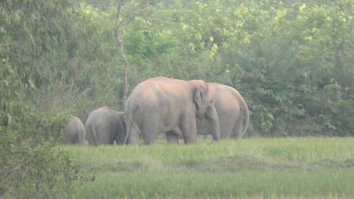 তাঁর এই দাতব্য সংস্থা বছরের পর বছর ধরে সাধারণ মানুষকে হাতির সংরক্ষণের প্রয়োজনীয়তা জানিয়ে আসছেন এবং সচেতনতার প্রচার করে আসছেন।