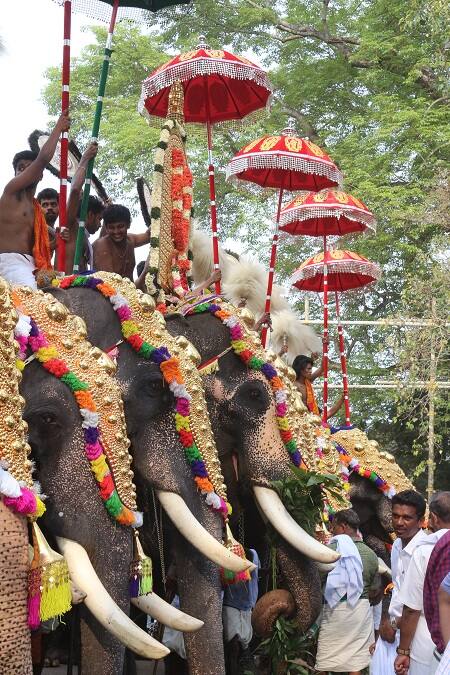 ’இந்தப் படை போதுமா? இன்னும் கொஞ்சம் வேணுமா?’ - பூரம் விழாவுக்கு அணிவகுத்திருக்கும் யானைகள் - இடம்: திருச்சூர் வடக்குநாதன் கோயில்