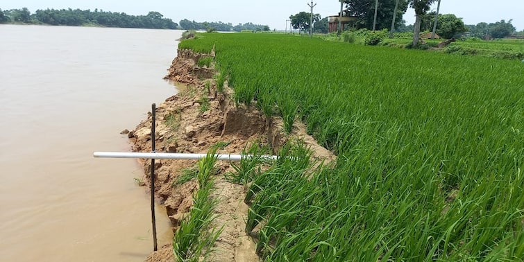 Burdwan Damodar soil erosion several lands vanished administration thinking about planting vetiver Burdwan : দামোদরের গ্রাসে বিঘার পর বিঘা জমি, মাথায় হাত চাষিদের; ভেটিভার ঘাস লাগানোর ভাবনা প্রশাসনের