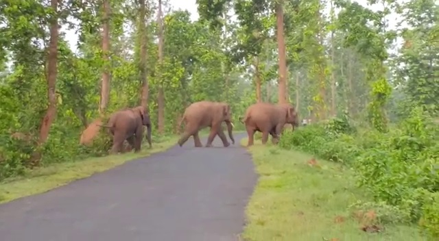World Elephant Day 2021: আজ 'বিশ্ব হস্তি দিবস'