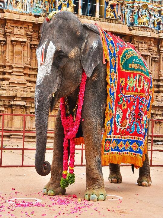 ஆனை ஆனை அழகர் ஆனை அழகரும் சொக்கரும் ஏறும் ஆனை கட்டிக்கரும்பை முறிக்கும் ஆனை காவேரி தண்ணீரை கலக்கும் ஆனை குட்டி ஆனைக்குக் கொம்பு முளைச்சுதாம் பட்டணமெல்லாம் பறந்தோடிப் போச்சுதாம் !