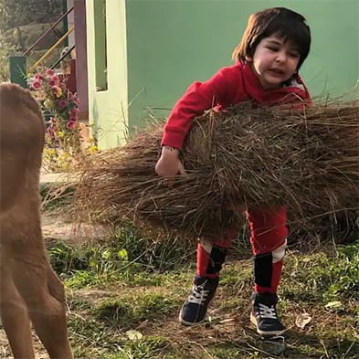 हा तैमुरचा पटौदी पॅलेसमधला फोटो आहे. यामध्ये तैमुर जनावरांना चारा घालत आहे.