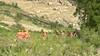 Kinnaur Landslide: ABP News' ground zero report captures boulders, LIVE rescue operation visuals