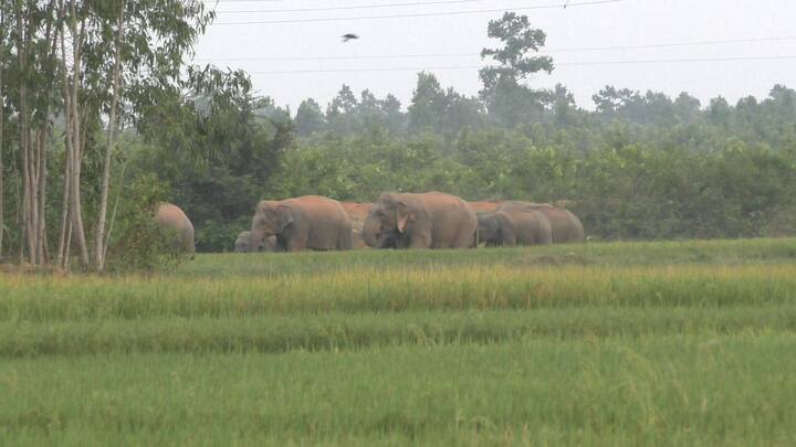 ওয়ার্ল্ড এলিফ্যান্ট সোসাইটি প্রায় একশোটি হাতি সংরক্ষণ সংস্থার সঙ্গে একত্রে কাজ করে। এছাড়াও বিশ্বের বিভিন্ন ব্যক্তি এবং সংস্থাগুলিকে তাদের নিজস্ব ইভেন্টগুলির সঙ্গে এই দিনটিও উদযাপনের আহ্বান জানায়। (সমস্ত ছবি সৌজন্যে - পূর্ণেন্দু সিংহ, বাঁকুড়া)