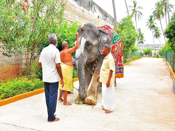 சுந்தர வள்ளி யானைக்கு விபூதியிடும் அர்சகர்கள்.