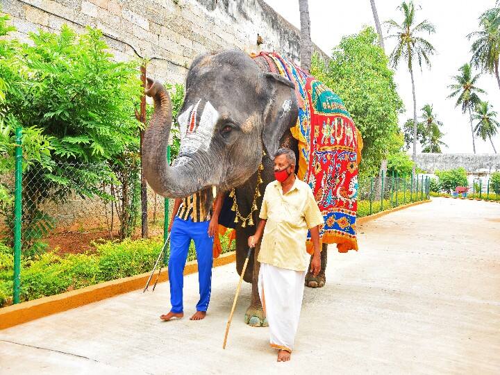 சுந்தர வள்ளியானைக்கு காலார நடைபயிற்சி.