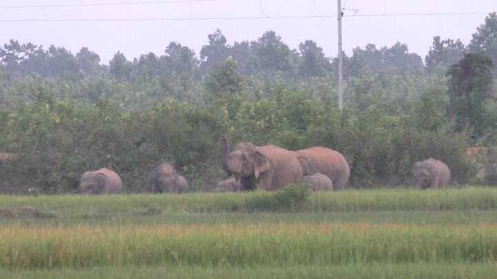 তাঁর তৈরি করা 'দ্য এলিফ্যান্ট সোসাইটি' বিশ্ব হস্তি দিবসের দেখাশোনা করে।