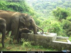 World Elephant Day: आज है विश्व हाथी दिवस, जानें कब और क्यों हुई इसकी शुरूआत