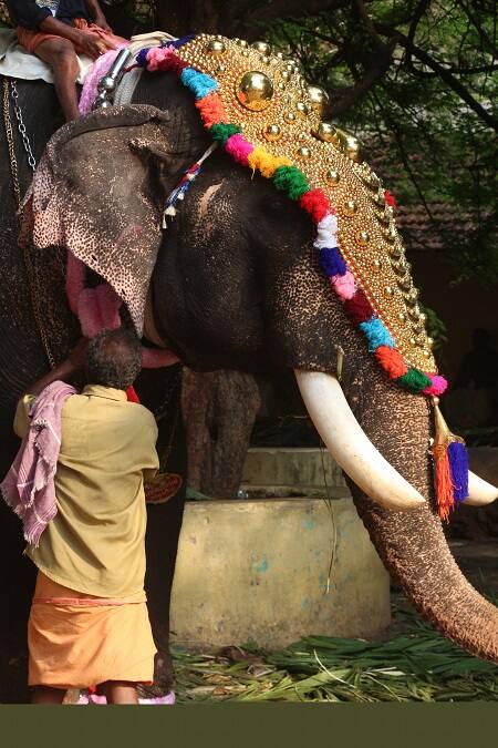 ’ஏஹ்..இங்கப் பூசு..ஏஹ்..அங்கப்பூசு’ - பூரம் விழாவுக்கு ரெடியாகும் யானை , இடம்: கேரளா