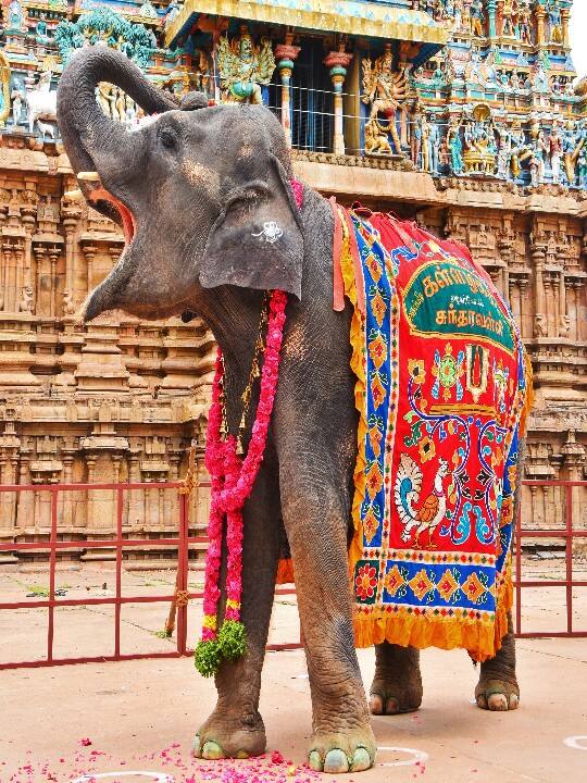 சுந்தரவள்ளி யானை ரோஜா பூவுடன் கொண்டாட்டம்.