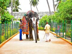 Azaghar Koil Elephant Photos: யானை, யானை அழகரு யானை கொண்டாட்டம் !