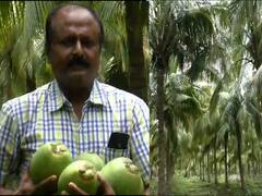 नांदेडमधील शेतकऱ्याची कमाल, कोरोना काळात नारळ शेतीतून कमावलं लाखोंचं उत्पन्न