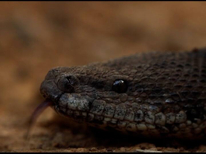 महाराष्ट्राच्या पश्चिम घाटात नागराज, घोणस, फुरसे, मण्यार, मलबारी चापदा आणि बांबू चापदा या प्रजातीचे विषारी साप आढळतात. जिल्ह्यात केलेल्या संशोधनात एकूण 49 सापांच्या प्रजाती सापडतात.