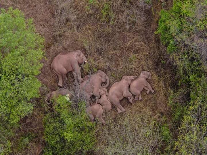 China wandering elephants may finally be heading home after traveling over 500 km चीन के मशहूर 14 हाथियों का झुंड आखिरकार लौट रहा है वापस 'अपने घर', एक साल पहले निकले थे 500 KM के सफर पर